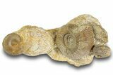 Ammonite (Stephanoceras & Leioceras) Fossil Cluster - France #244481-1